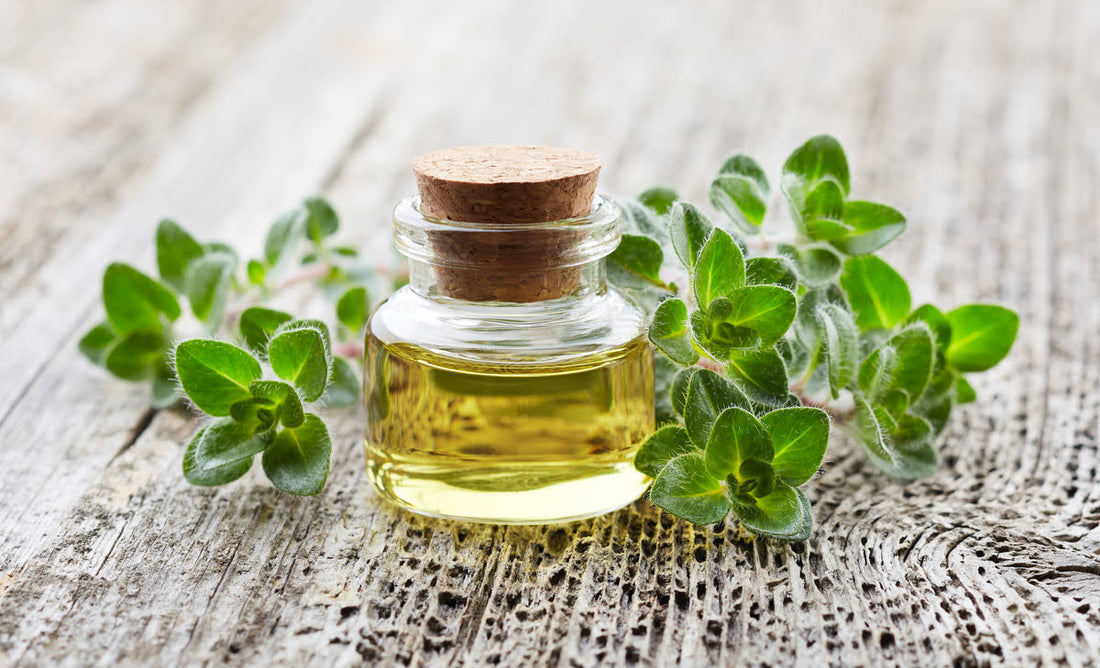 Cómo tomar aceite de orégano y sus principales propiedades
